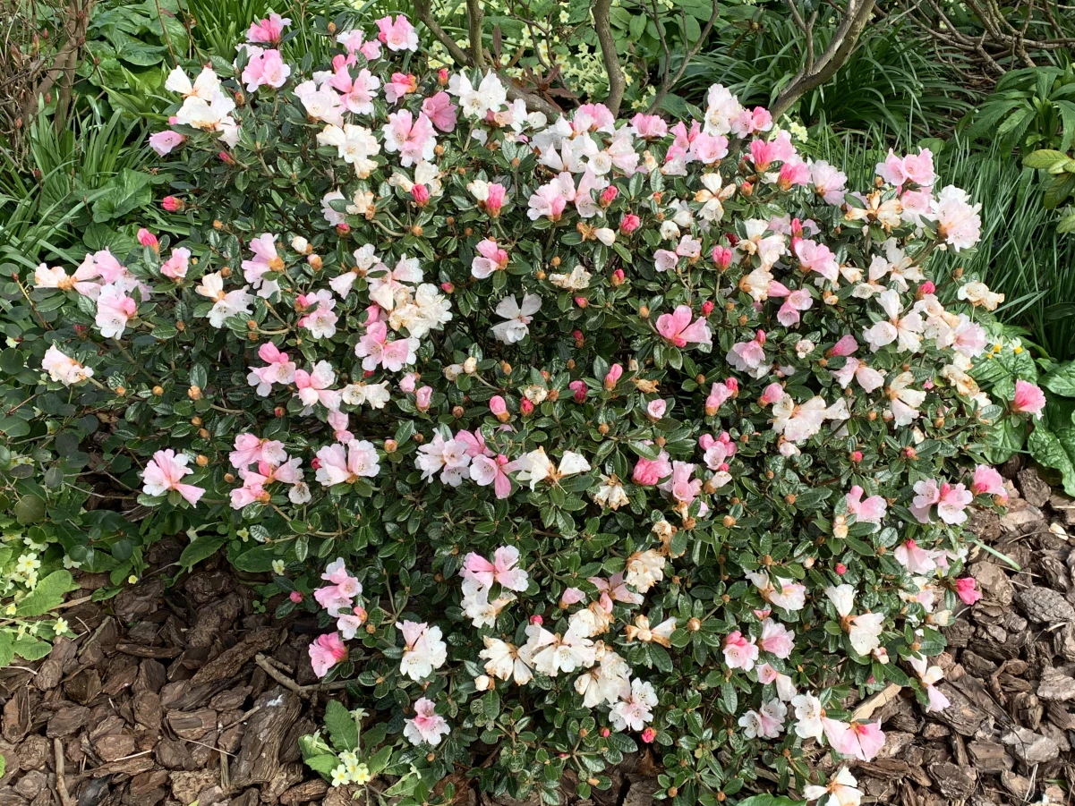 R. tsariense 'Yum Yum' AM